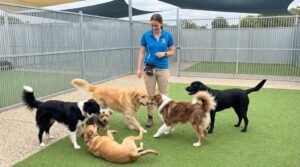 structured playgroups enhance daycare safety